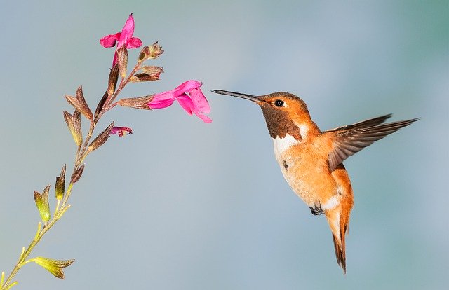 奧萬大自然教育中心訂於113年3月2-3日(六-日)假奧萬大森林遊樂區辦理「鳥語花香—鳥類研習」