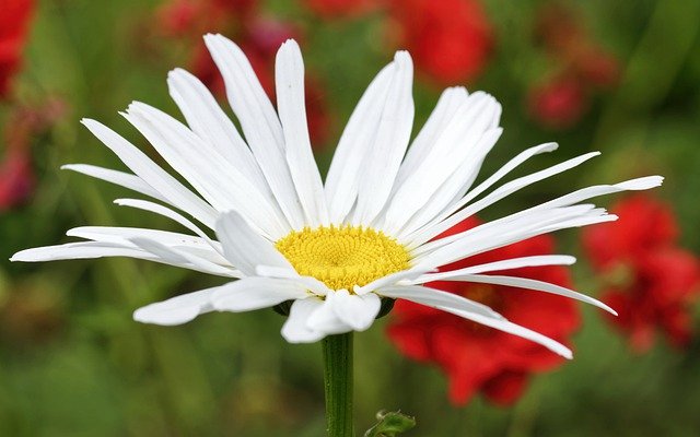 研習轉知-動物輔助活動及治療—掛號囉！與狗醫生有約
